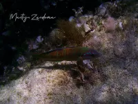 Pauwlipvis [Thalassoma pavo]
